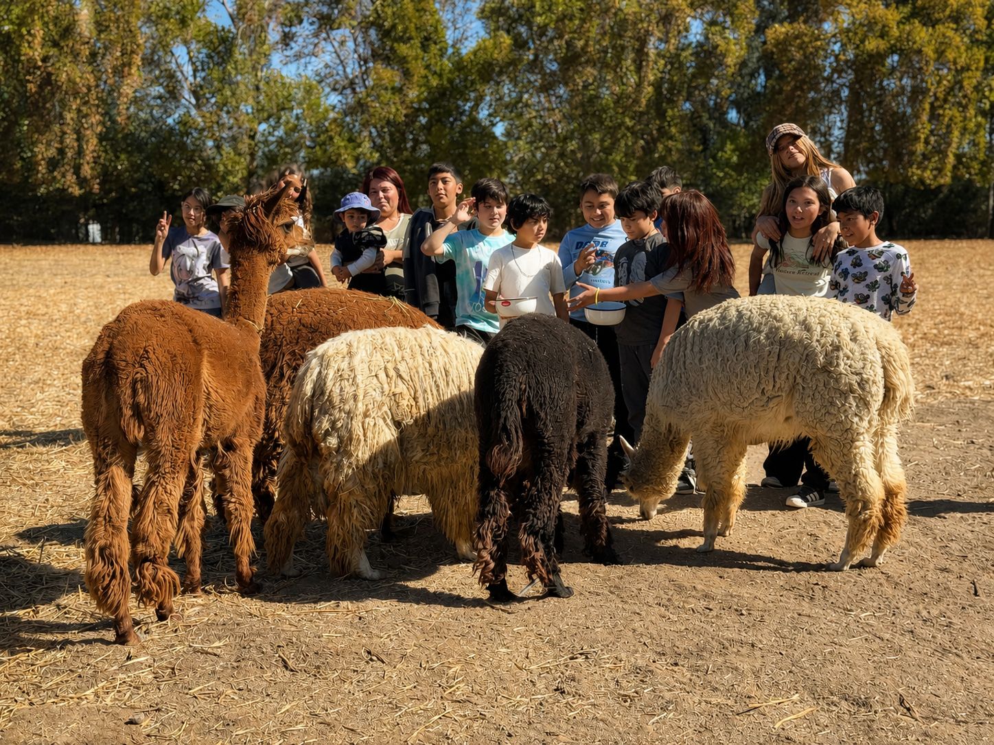 Alpacas Gulmué